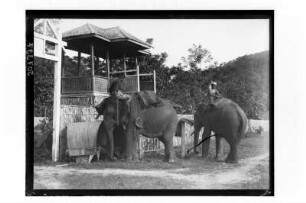 Arbeitselefanten : Thailand. Elefanten als Arbeitstiere mit ihren Mahuts, 1908/1913