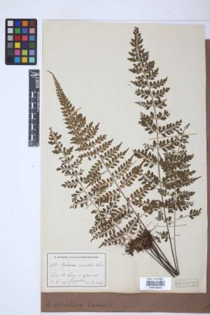 Asplenium cuneatum Lam.