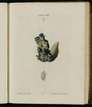 Tabula VIII.