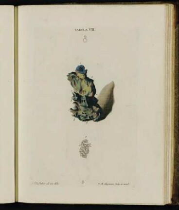 Tabula VIII.