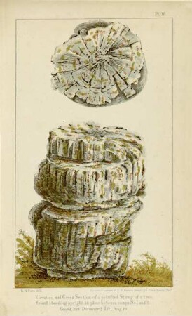 Elevation and cross section of a petrified stump of a tree