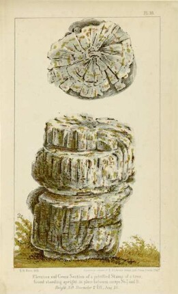 Elevation and cross section of a petrified stump of a tree