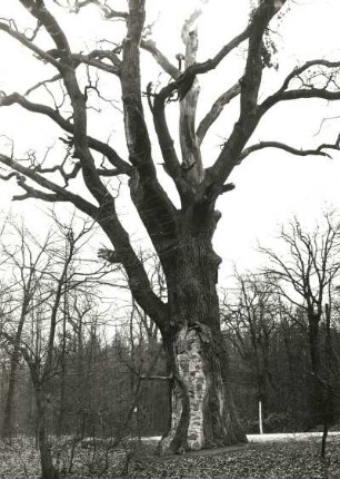 Baumschutz. Ausgemauerter Stamm eines alten Baumes