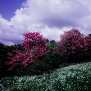Aristi, Epiros. Blühende Judasbäume (Cercis siliquastrum L.) bei Aristi