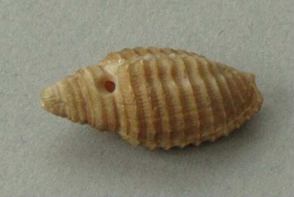 Snail shell as a pendant