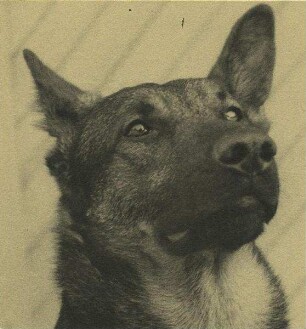 Schäferhund