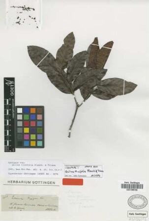 Quiina tinifolia Planch. & Triana [syntype]