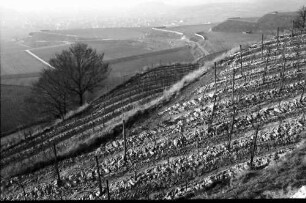 Oberrotweil: Struktur der umgelegten Weinberge