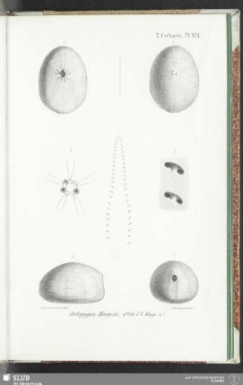 Pl. 976