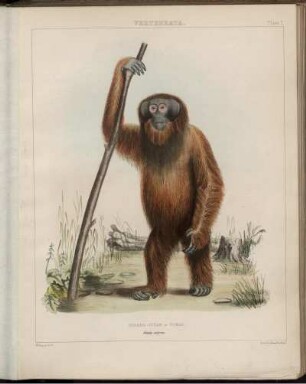 Plate I. [bis] Plate VIII.