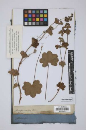Alchemilla montana Willd.