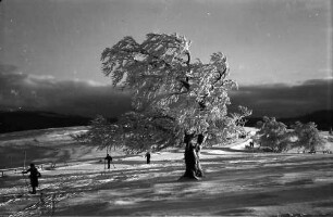 Schauinsland: Baum im Rauhreif; Hintergrund Feldbergmassiv in Wolken
