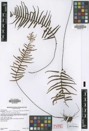 Ceradenia clavipila L.E.Bishop ex M.Kessler & A.R.Sm. [paratype]