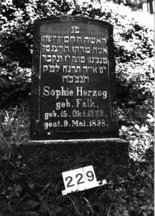 Grabstein 229 (Index: 99897779): Grabstein 229