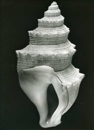 Struthiolaria papulosa Lam., Neuseeland