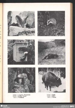 Wisent