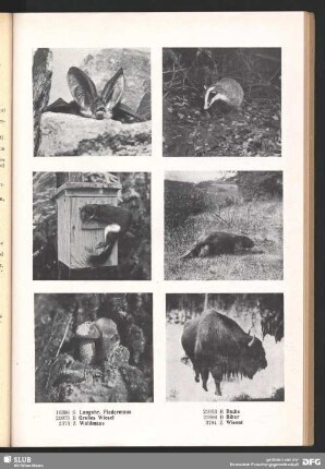Wisent