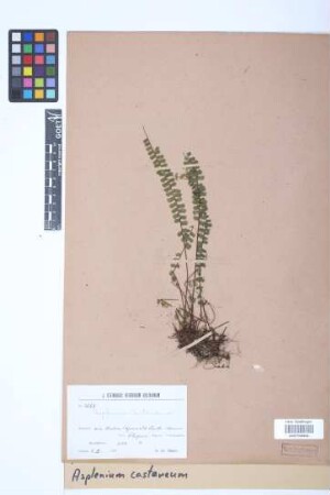 Asplenium castaneum Schltdl. & Cham.