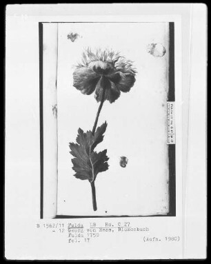 Georg Friedrich Heß, Blumenbuch — Mohnblume, Folio 17recto