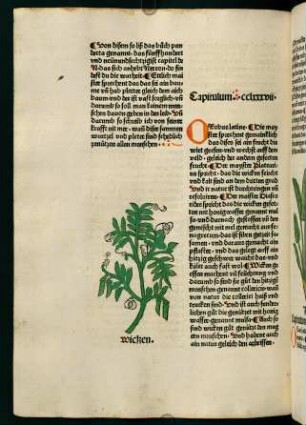 152v-153r, Wicken (287. Kapitel)