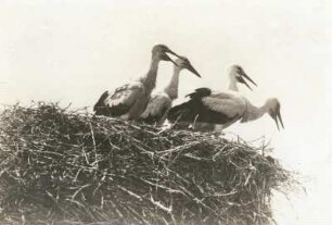 Bad Buchau. Weißstorch (Ciconia ciconia), Jungen im Nest auf Futter wartend