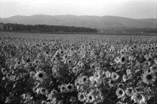 Agram [Zagreb, Kroatien]: Sonnenblumenfeld vor der Stadt