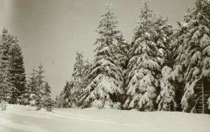 Erzgebirge. Winterwald bei Schellerhau