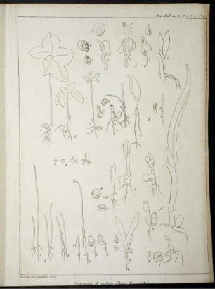 Nouv. Bull. des Sc. T. I. P.4. No.15. Germination de quelques Plantes Monocotulédones [zu S.249f]