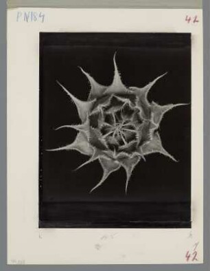Sonnenblume, Knospe (Helianthus annuus)