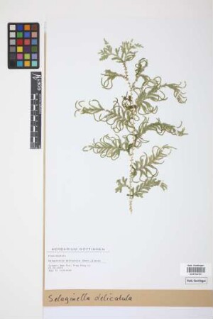 Selaginella delicatula Alston, 1932