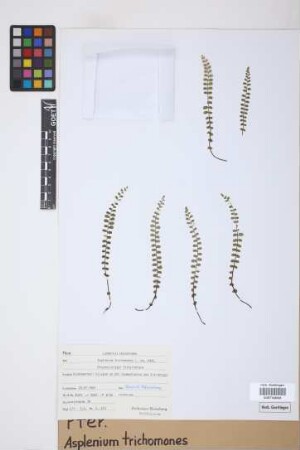 Asplenium trichomanes L.