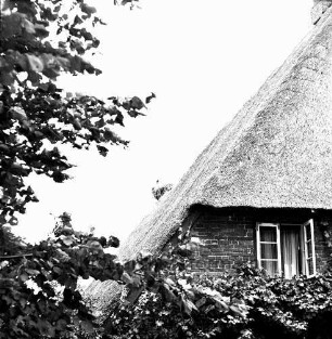 Schlamersdorf: Storchennest: darin Jungstörche: rechts Reetdach und Giebel eines Hauses: vorn und links Baum