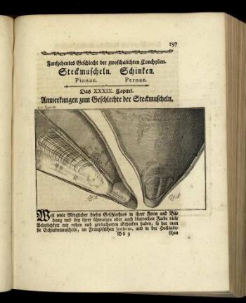 Funfzehentes Geschlecht der zwoschalichten Conchylien. Steckmuscheln. Schinken.