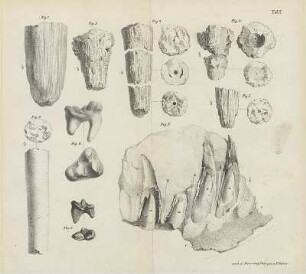 Band 6, 1850, Tafel III