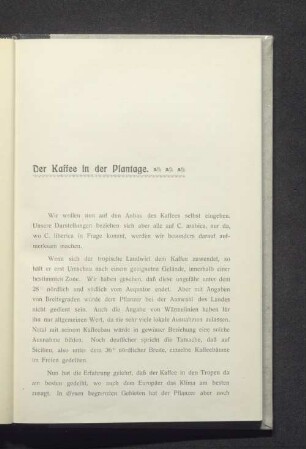 Der Kaffee in der Plantage.
