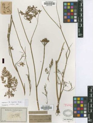 Oenanthe angulosa Griseb. [lectotype]