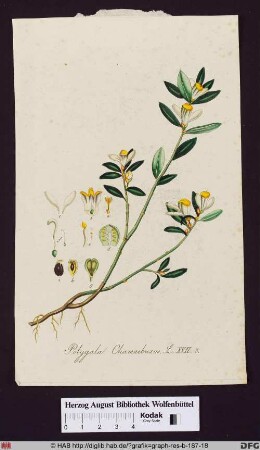 Polygala Chamaebuxus (Buchs- Kreuzblume) mit Blättern, Frucht, Fruchtknoten, Staubgefäßen, Stempel und Blüte im Detail.