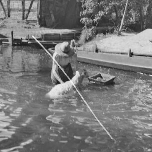 Spreewaldbauer reinigt sein Schaf im Fluss vor seinem Gehöft. : Błótowčan rjedźi swoju wowcu w rěce před swojim statokom.