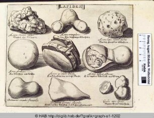 Lapides: Adlersteine