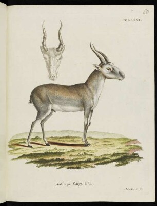 CCLXXVI. Antilope Saïga Pall.