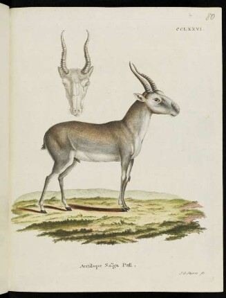 CCLXXVI. Antilope Saïga Pall.