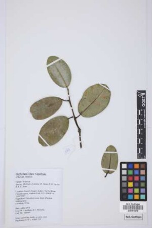 Melicope anisata (H. Mann) T.G. Hartley & B.C. Stone