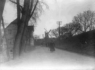 Mit Bäumen bestandene Straße an einem Deich, im Hintergrund eine Windmühle
