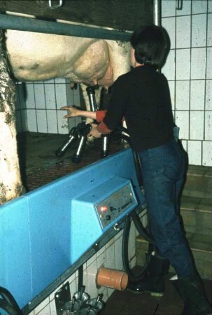 Fotografie: Melktechnik, Melkstand, Fischgrätenmelkstand, Melkzeug