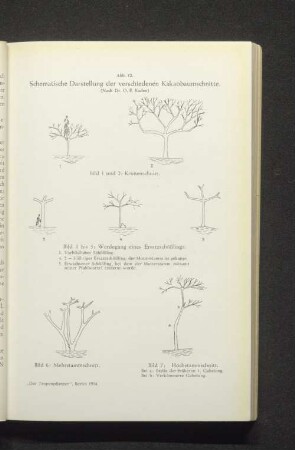 Abb. 12. Schematische Darstellung der verschiedenen Kakaobaumschnitte.