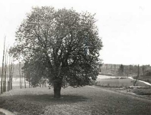 Ketzerbachtal. Talterrassenreste dicht oberhalb Schieritz. Ansicht mit großer Kastanie (Castanea)