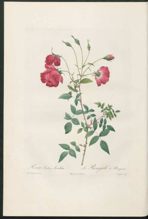 Rosa Indica Sertulata. Le Bengale à Bouquets. Langlois sculp.