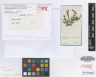 Cryphaea sartorii Schimp. ex Besch. [isotype]