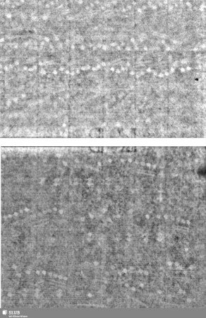 Lilienschild + ICH / KB 1 = S.1/2+11/12