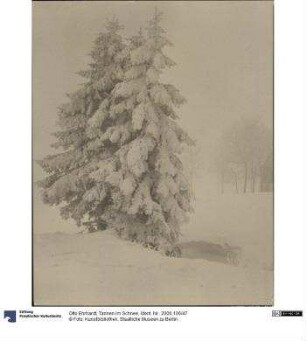 Tannen im Schnee